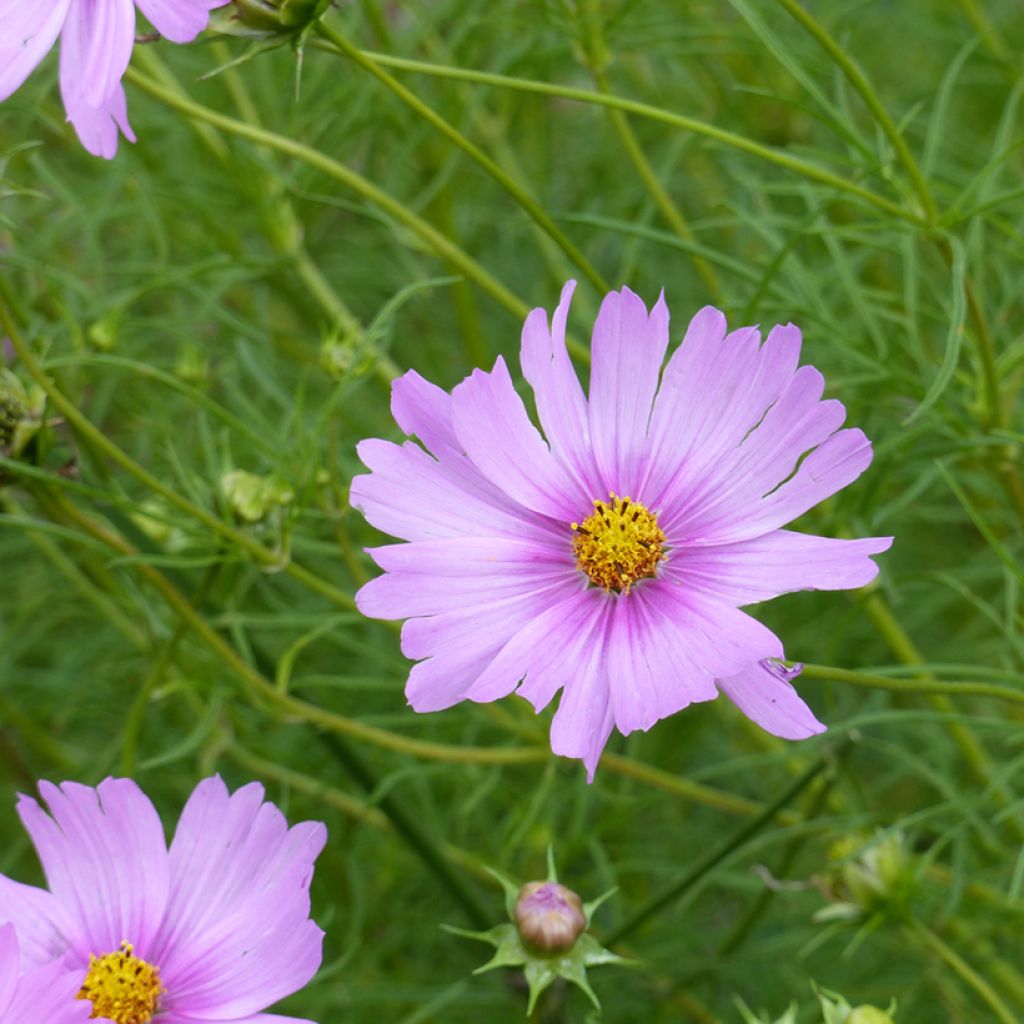 Schmuckkörbchen Pink Pop Socks - Cosmos