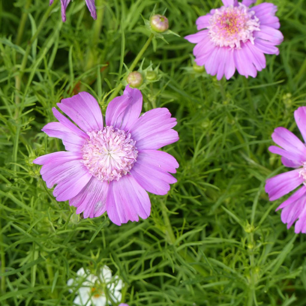 Schmuckkörbchen Pink Pop Socks - Cosmos