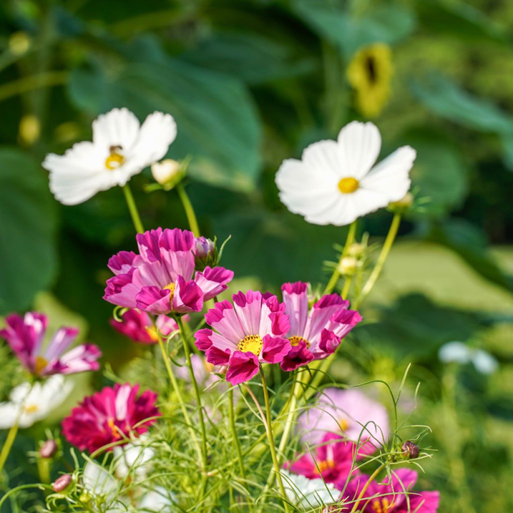 Schmuckkörbchen Sea Shells (Samen) - Cosmos