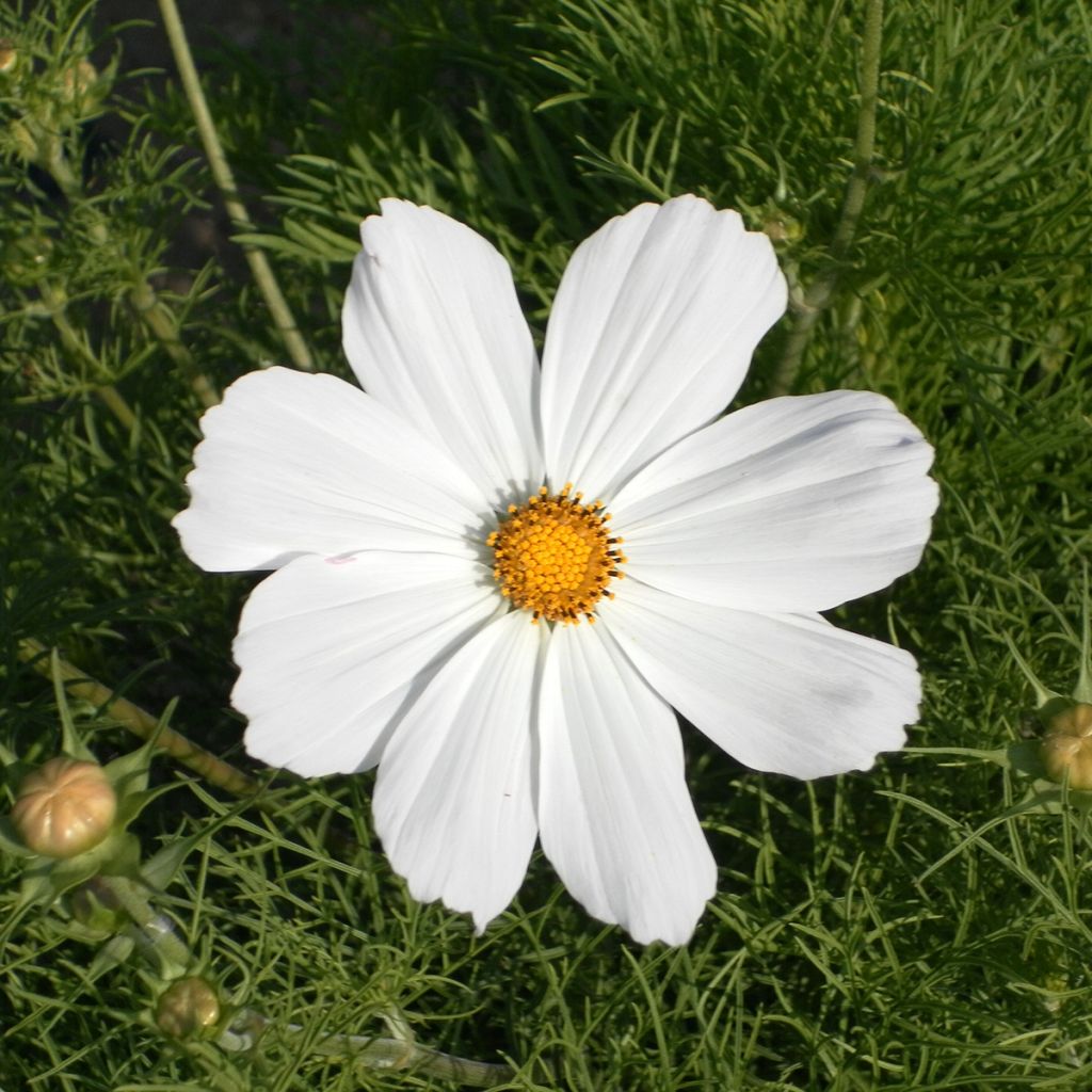 Graines de Cosmos Sonata White - Cosmos bipinnatus