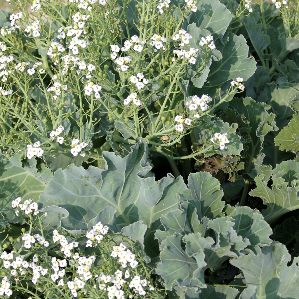 Crambe maritima (Samen) - Echter Meerkohl