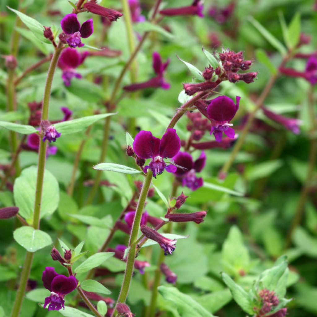 Cuphea lanceolata Purple Passion (Samen) - Zigarettenblümchen