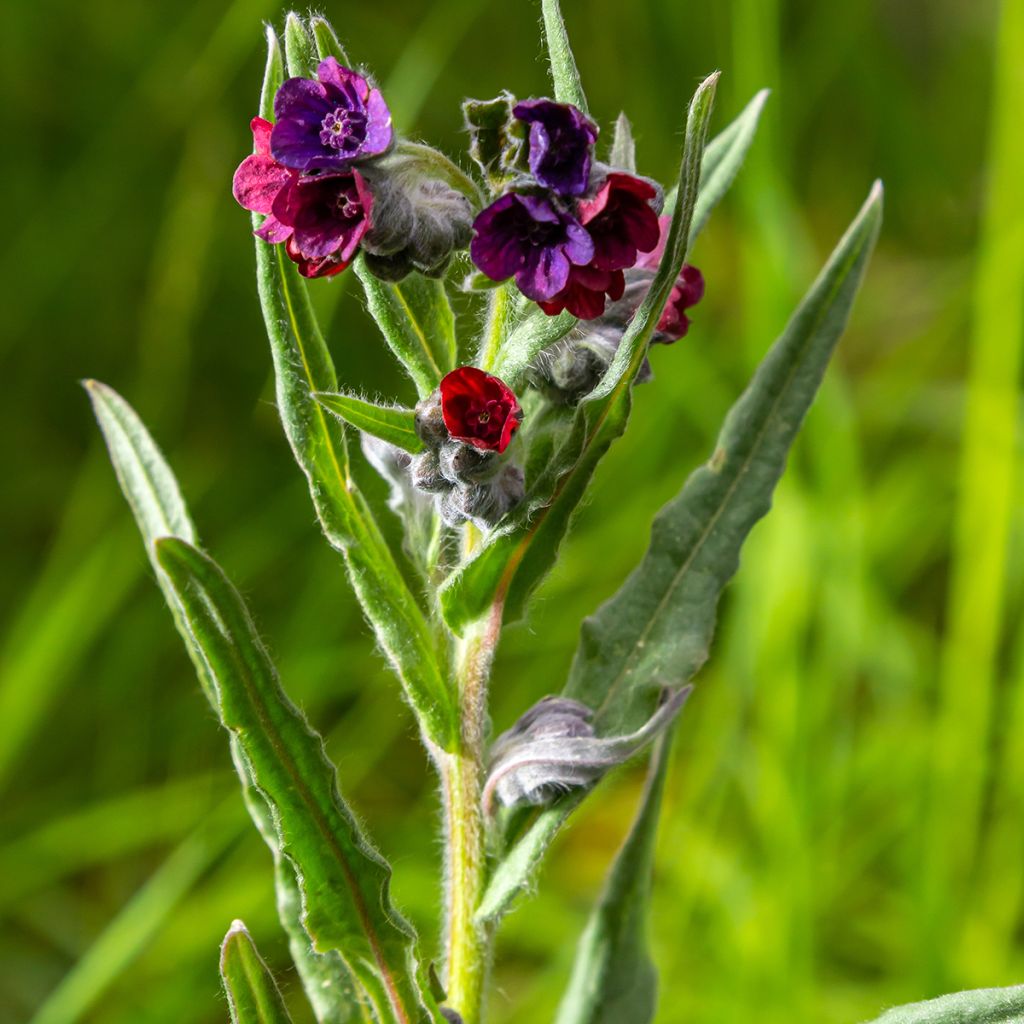 Cynoglossum officinale (Samen) - Gemeine Hundszunge