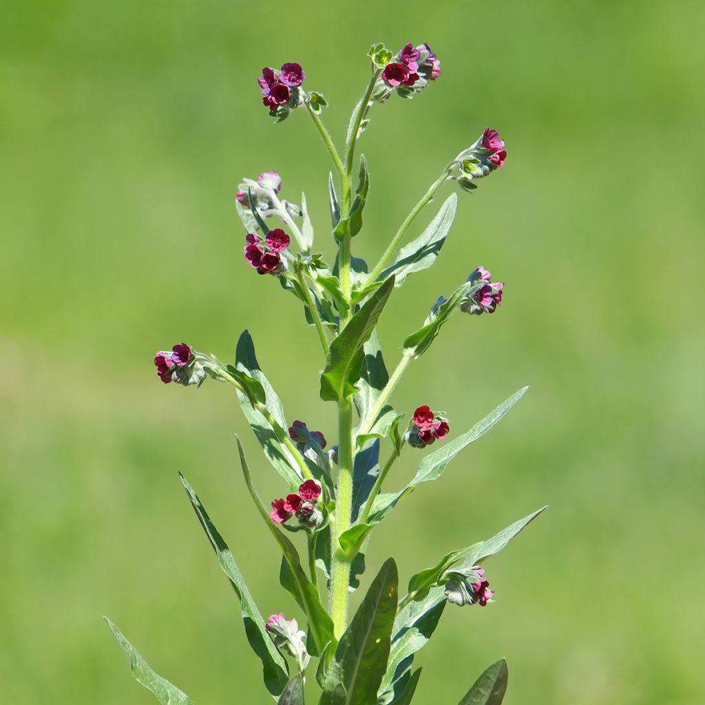 Cynoglossum officinale (Samen) - Gemeine Hundszunge