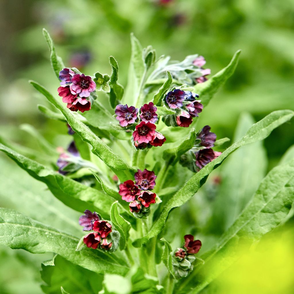 Cynoglossum officinale (Samen) - Gemeine Hundszunge