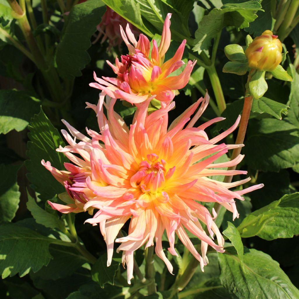 Dahliensamen Cactus Hybrids Mixed (Samen)