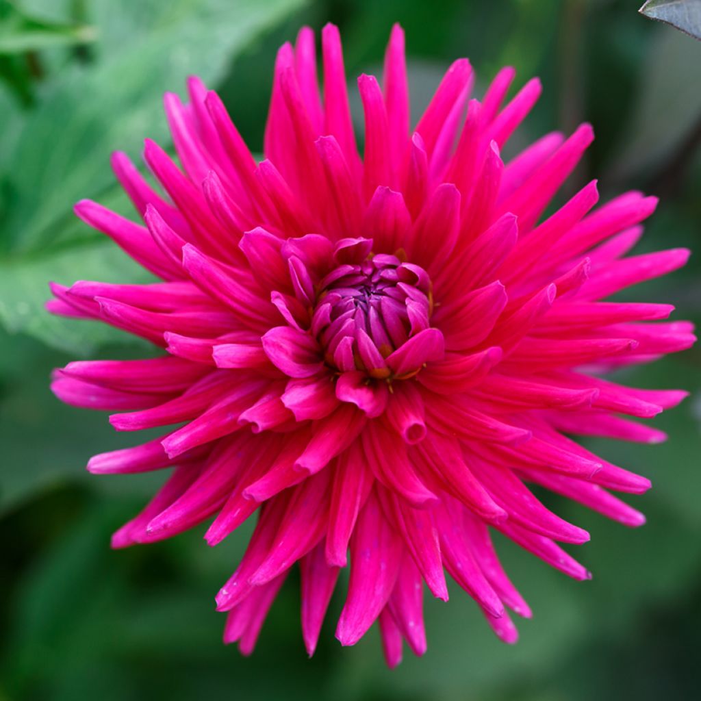 Dahliensamen Cactus Hybrids Mixed (Samen)