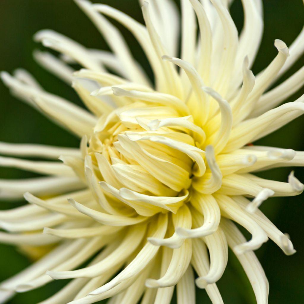 Dahliensamen Cactus Hybrids Mixed (Samen)