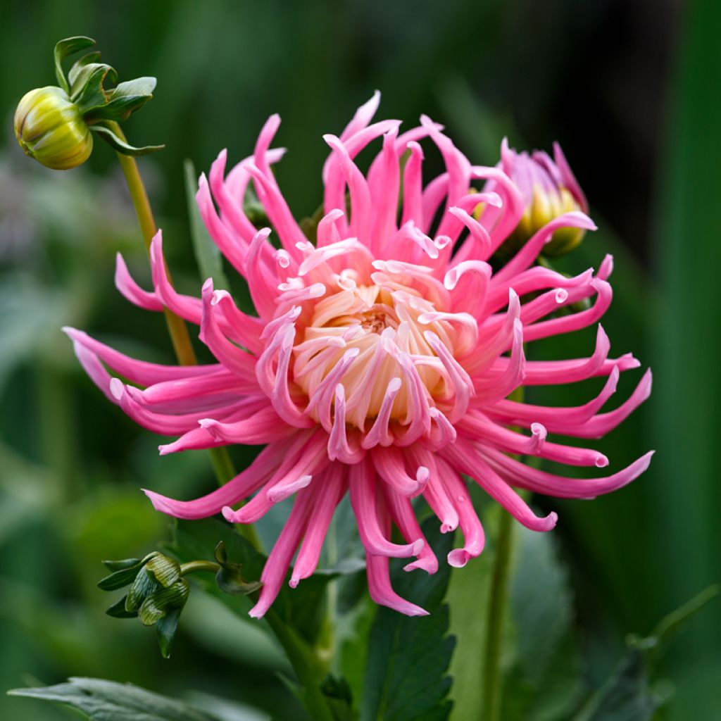 Dahliensamen Cactus Hybrids Mixed (Samen)