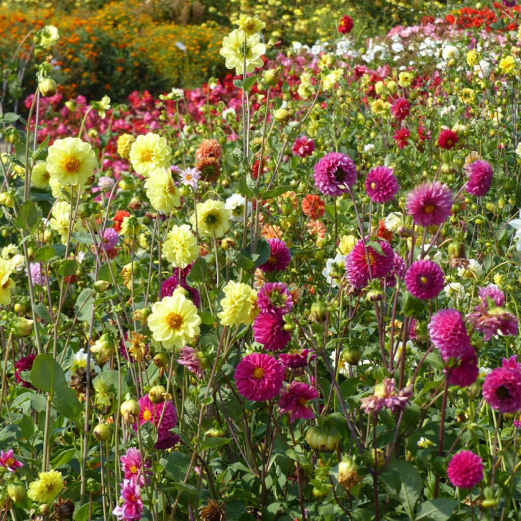 Dahliensamen Pompon Mix (Samen)