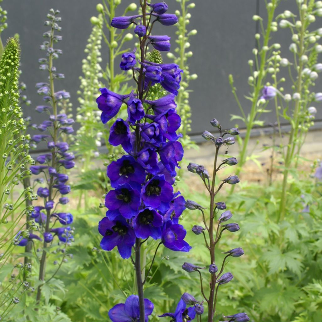 Garten-Rittersporn Tall Black Knight (Samen) - Delphinium