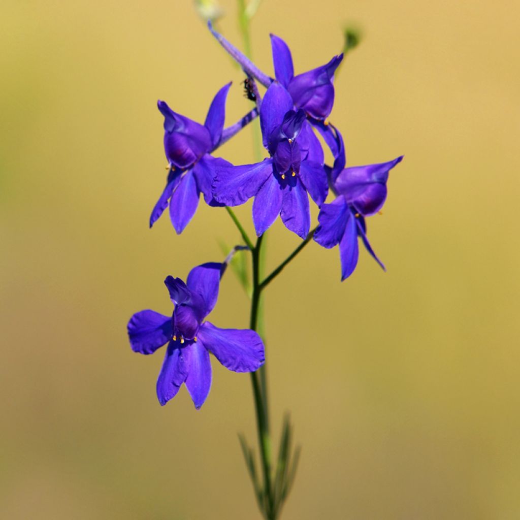 Delphinium regalis Blue Cloud (Samen) - Garten-Rittersporn