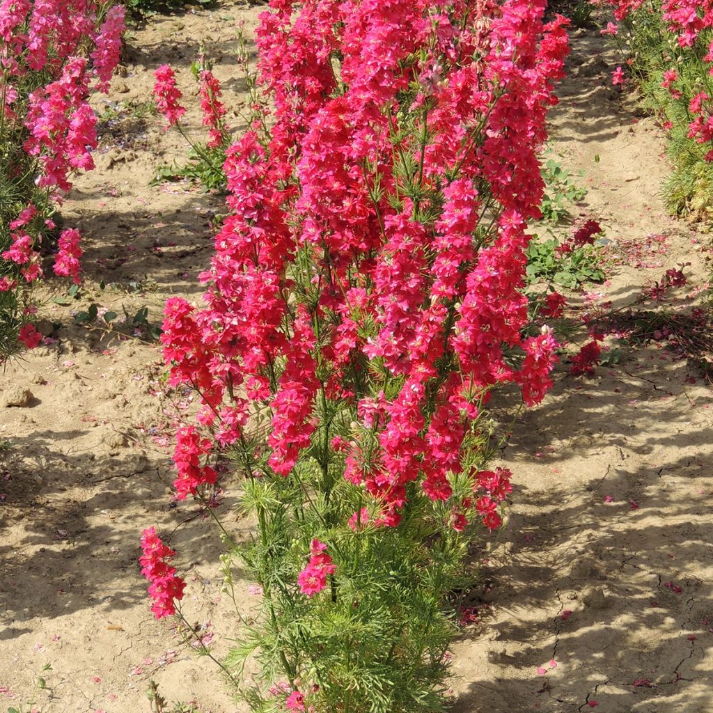 Garten-Rittersporn Kingsize Scarlet (Samen) - Delphinium