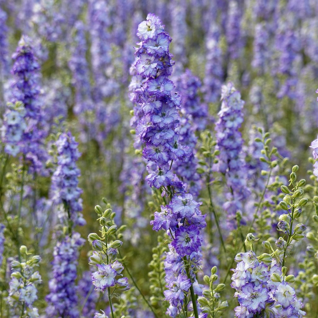 Delphinium consolida DelQIS White Blue Edge (Samen) - Acker-Rittersporn