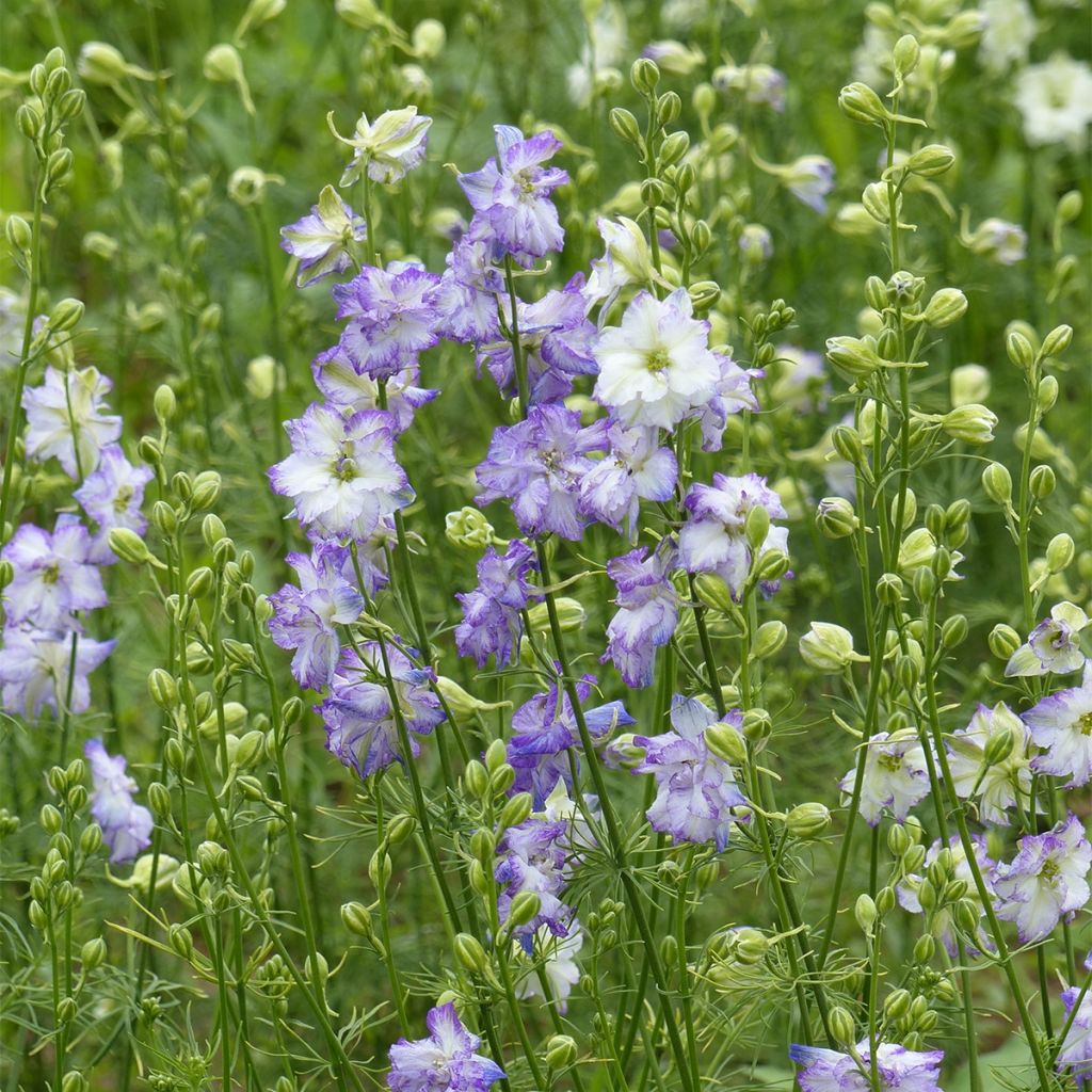 Graines de Delphinium DelQIS White Blue Edge - Pied d'alouette