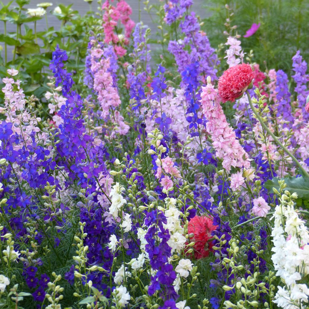 Delphinium consolida Imperial Mix (Samen) - Acker-Rittersporn