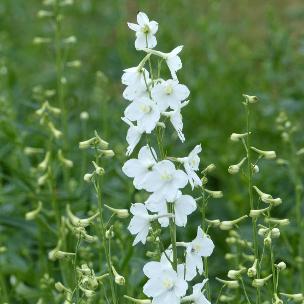 Garten-Rittersporn Casablanca (Samen) - Delphinium belladonna