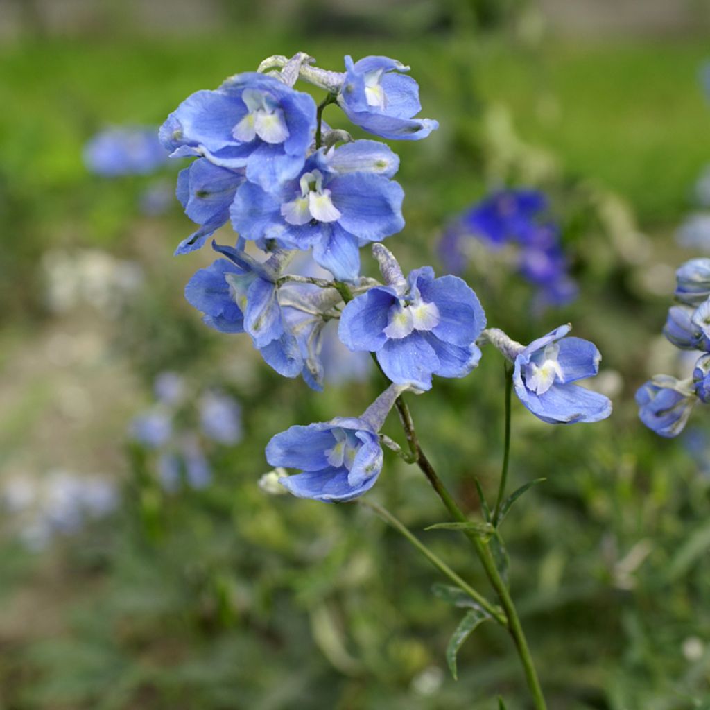 Garten-Rittersporn Cliveden Beauty (Samen) - Delphinium belladonna