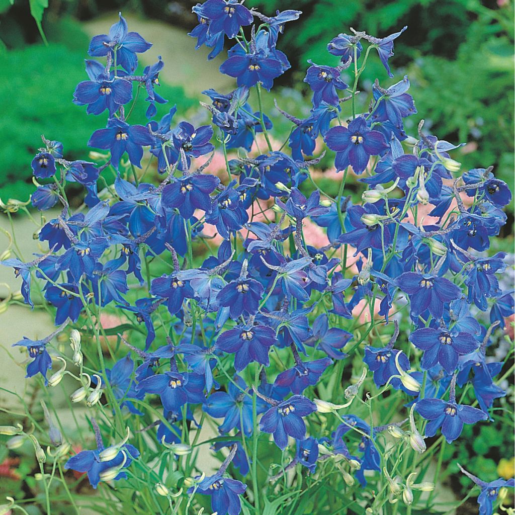 Garten-Rittersporn Volkerfrieden Oriental Blue (Samen) - Delphinium