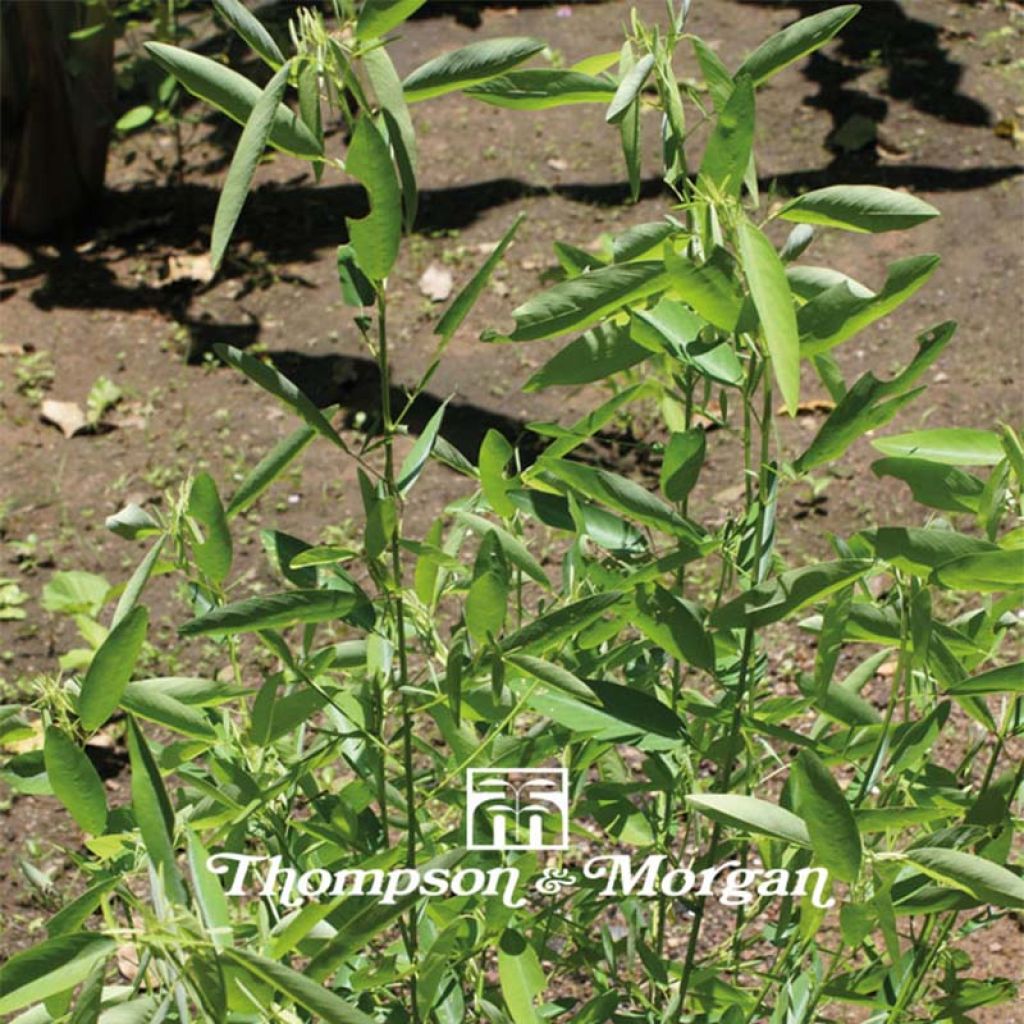 Desmodium gyrans (Samen) - Telegraphenpflanze