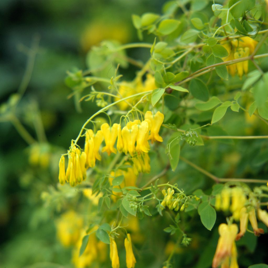 Dactylicapnos scandens Golden Tears (Samen) - Irische Glockenheide