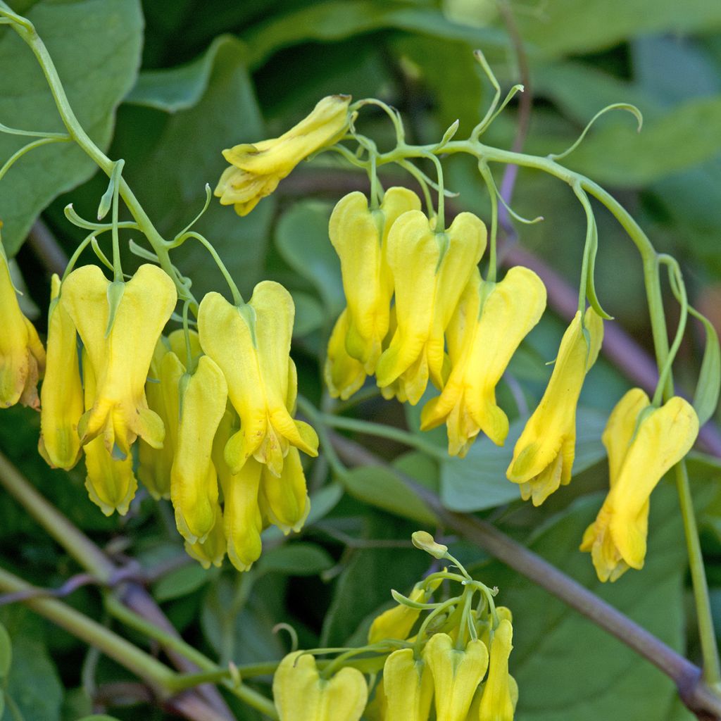 Dactylicapnos scandens Golden Tears (Samen) - Irische Glockenheide