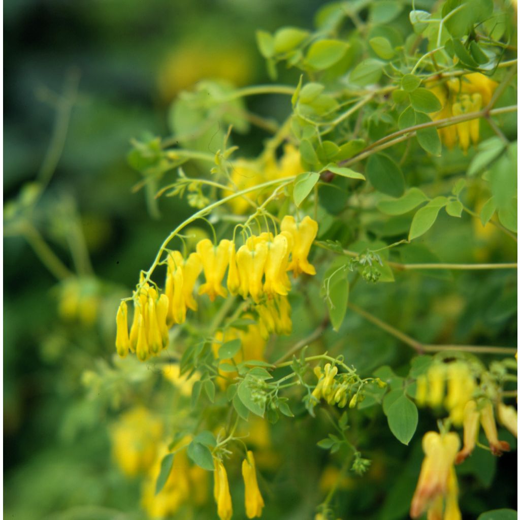 Dactylicapnos scandens Golden Tears (Samen) - Irische Glockenheide