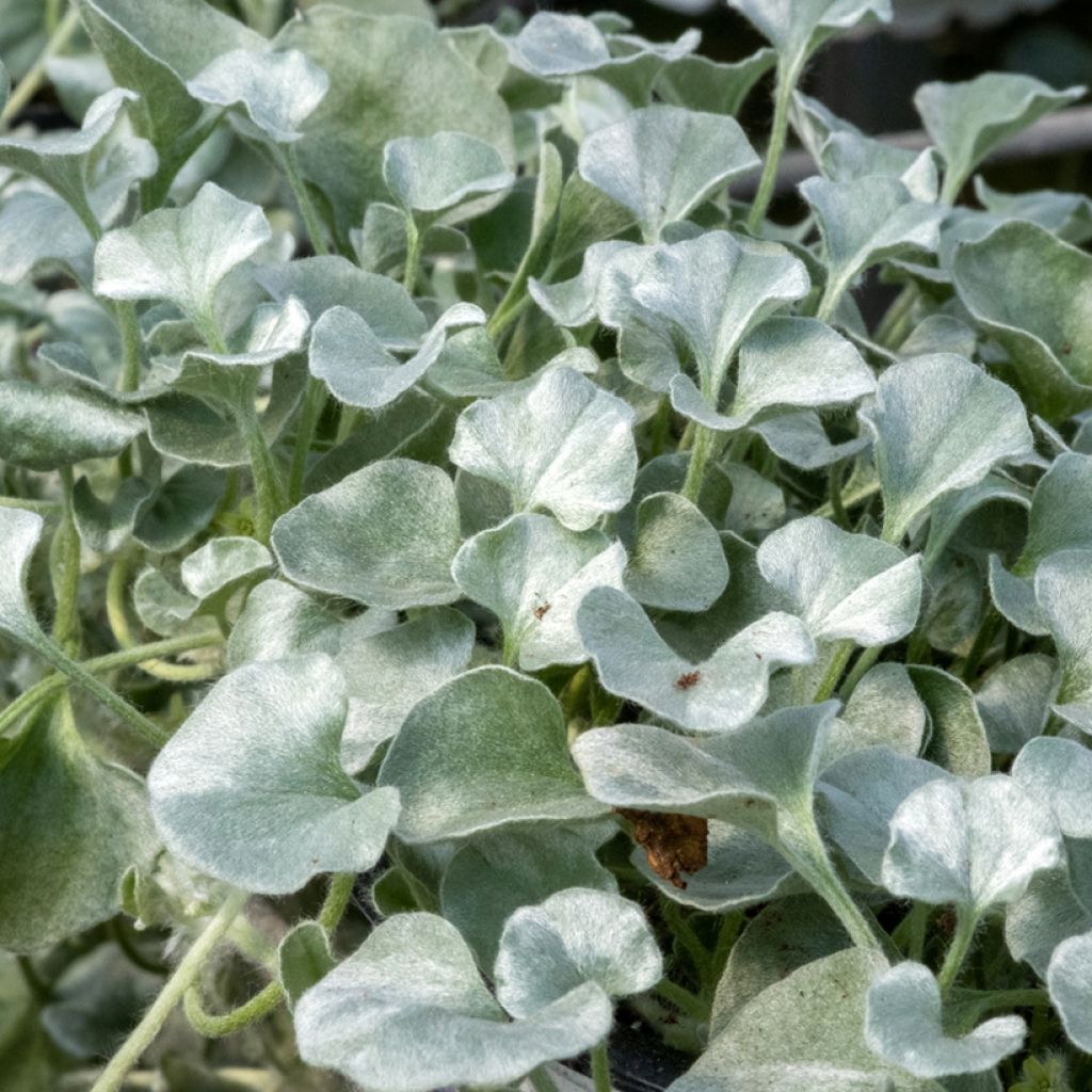 Dichondra argentea Silver Falls (Samen) - Silberregen