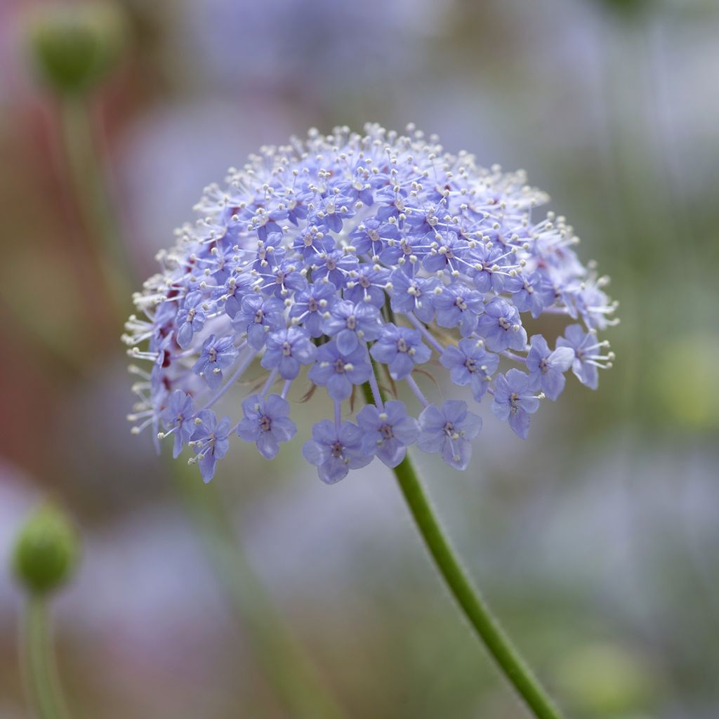 Trachymene coerulea Lace Blue (Samen) - Blaudolde