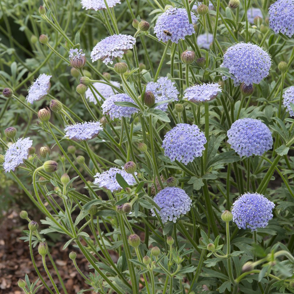 Trachymene coerulea Lace Blue (Samen) - Blaudolde