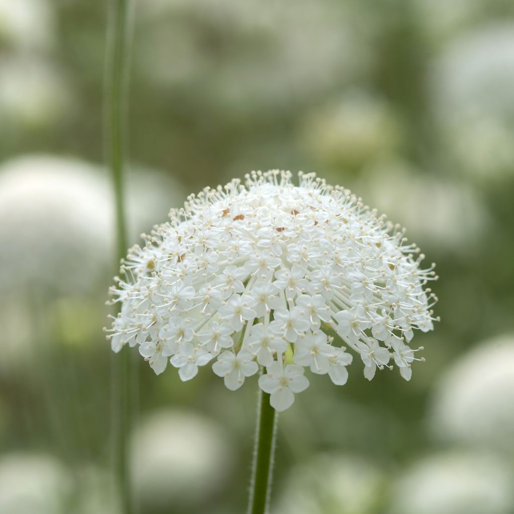 Trachymene coerulea Lace White (Samen) - Blaudolde