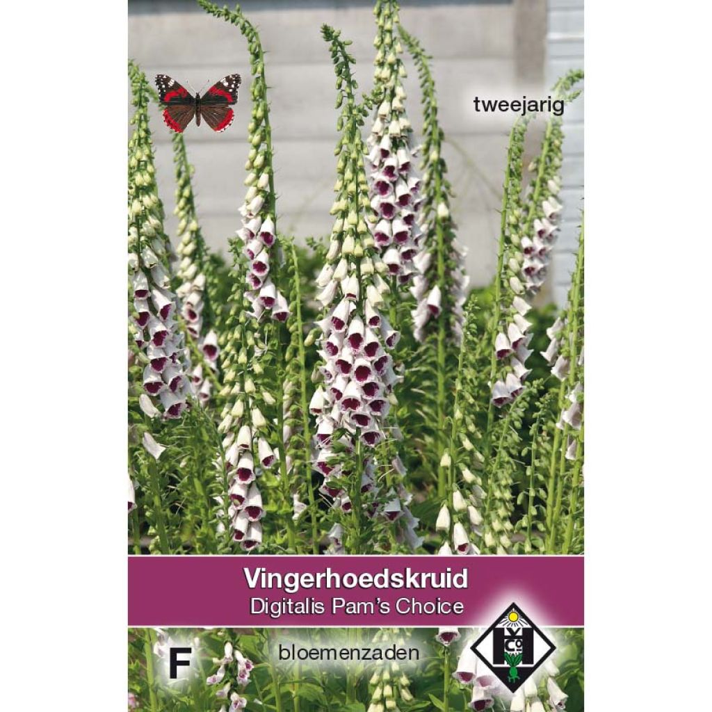 Fingerhut Pam's Choice (Samen) - Digitalis purpurea