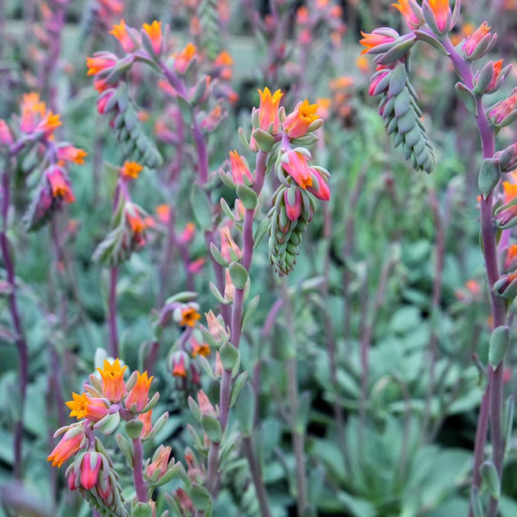 Echeveria  peacockii Urban Orange - Echeverie