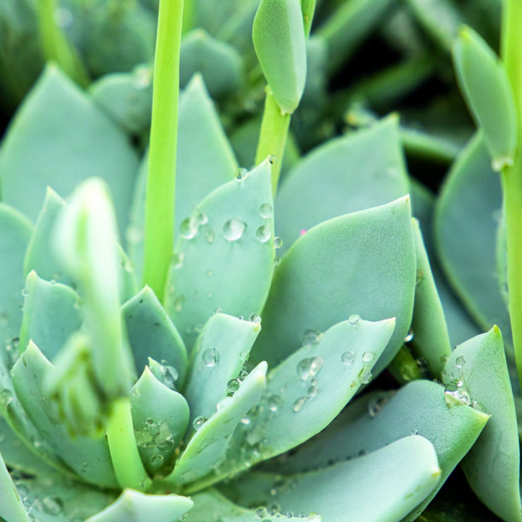 Echeveria peacockii Urban Yellow - Echeverie