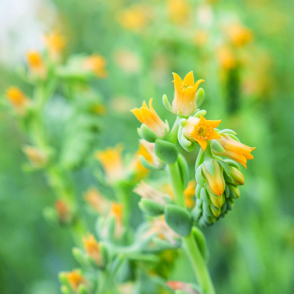 Echeveria peacockii Urban Yellow - Echeverie