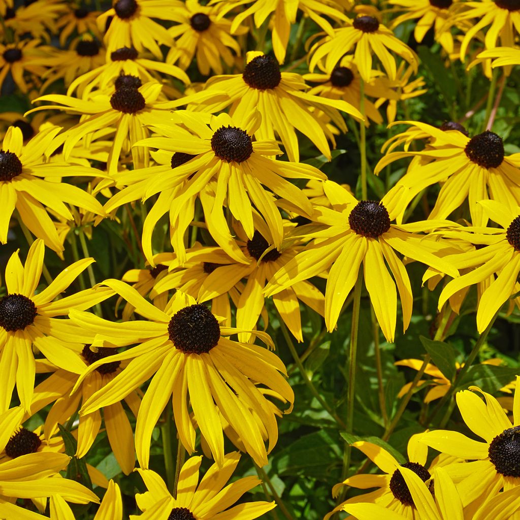 Echinacea paradoxa (Samen) - Gelber Sonnenhut