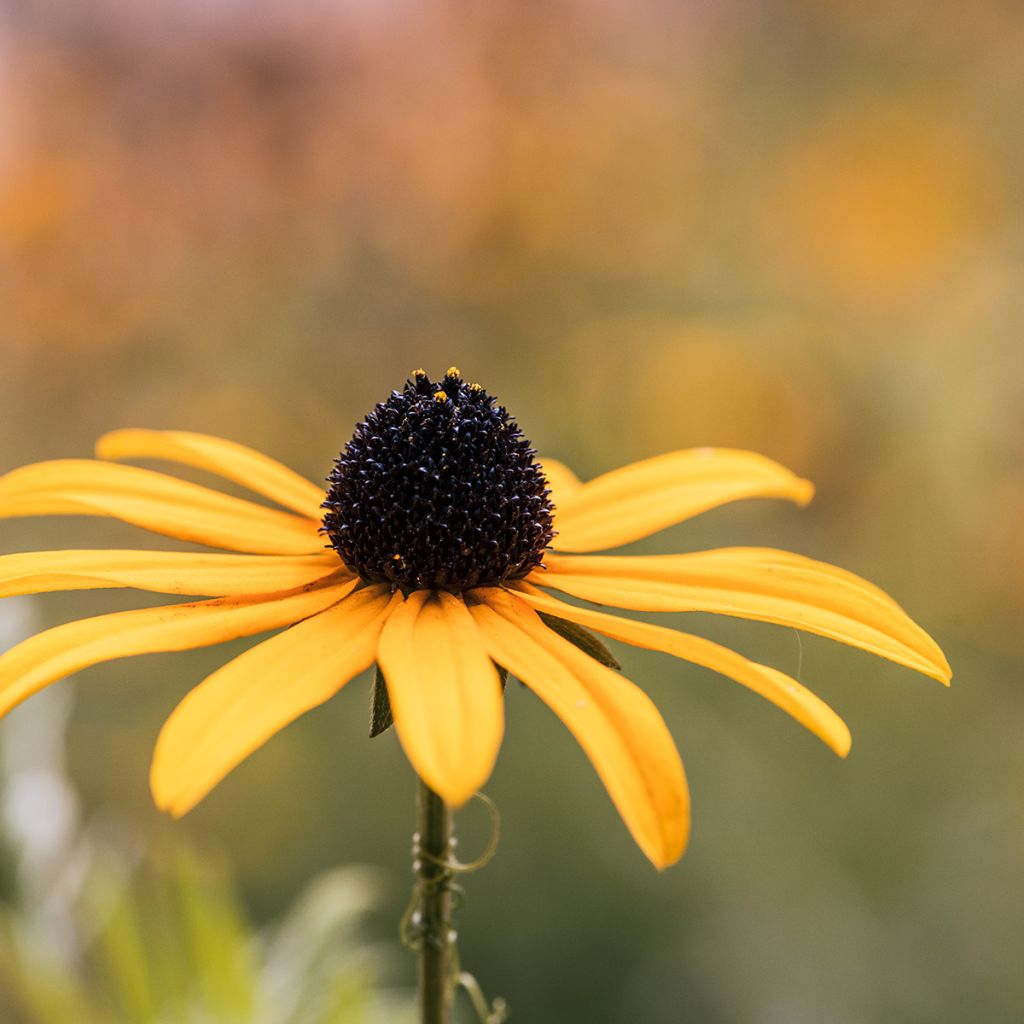 Echinacea paradoxa (Samen) - Gelber Sonnenhut