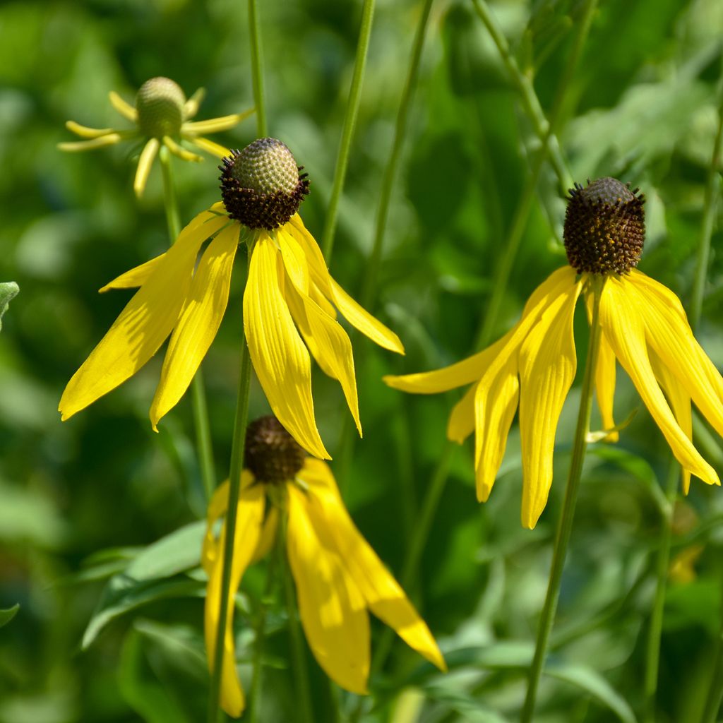 Echinacea paradoxa (Samen) - Gelber Sonnenhut