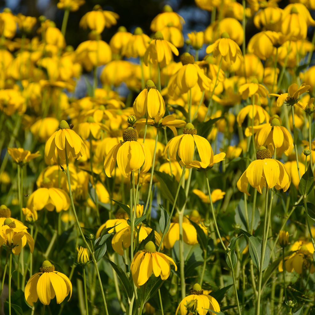 Echinacea paradoxa (Samen) - Gelber Sonnenhut