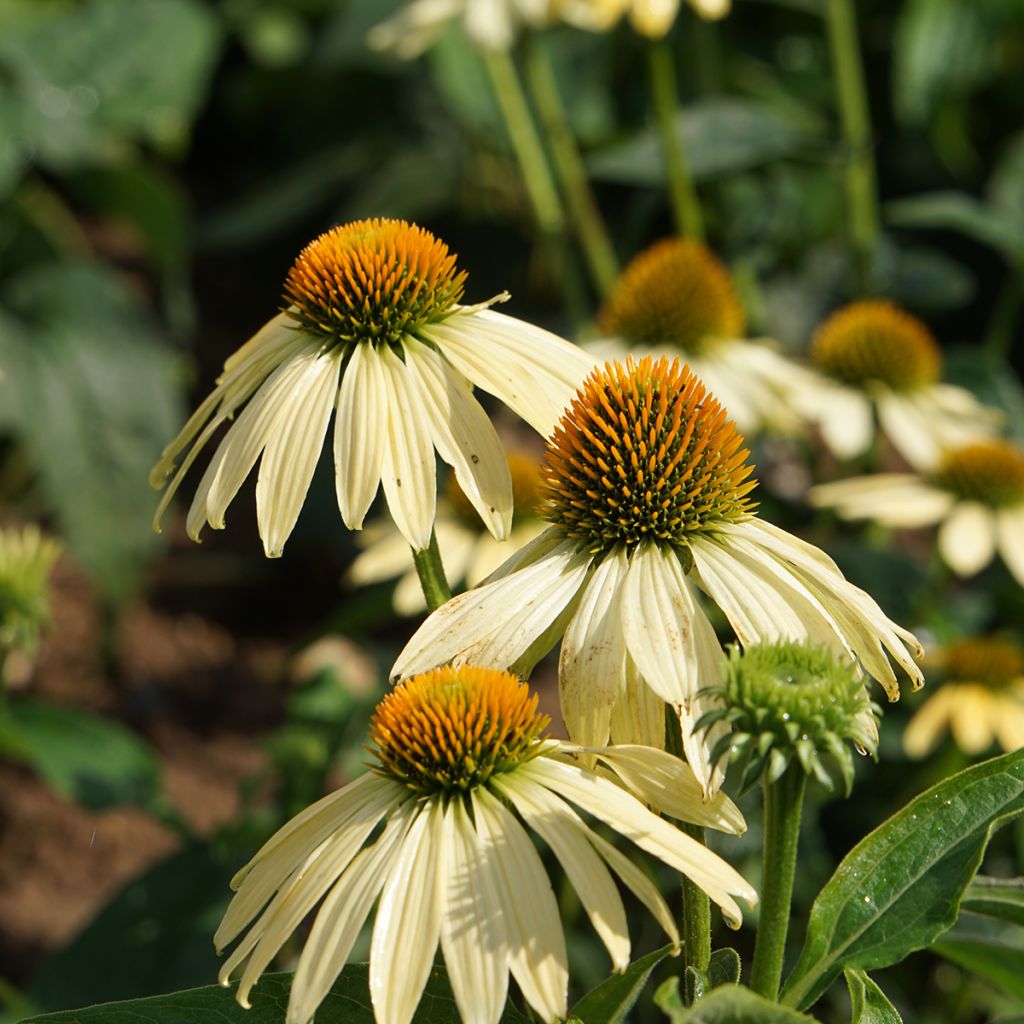 Echinacea purpurea Paradiso Yellow (Samen) - Scheinsonnenhut