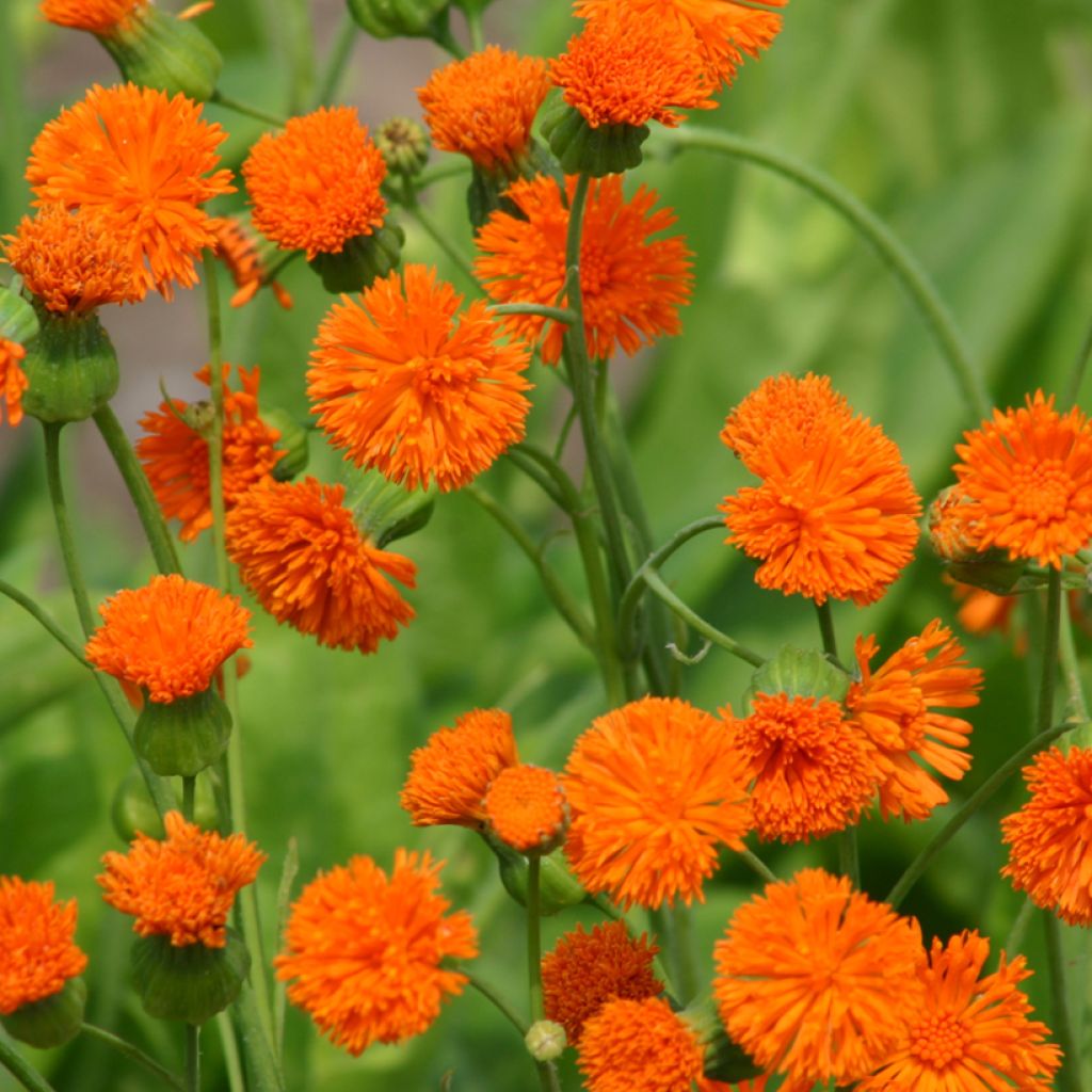 Emilia javanica Irish Poet (Samen) - Quastenblume