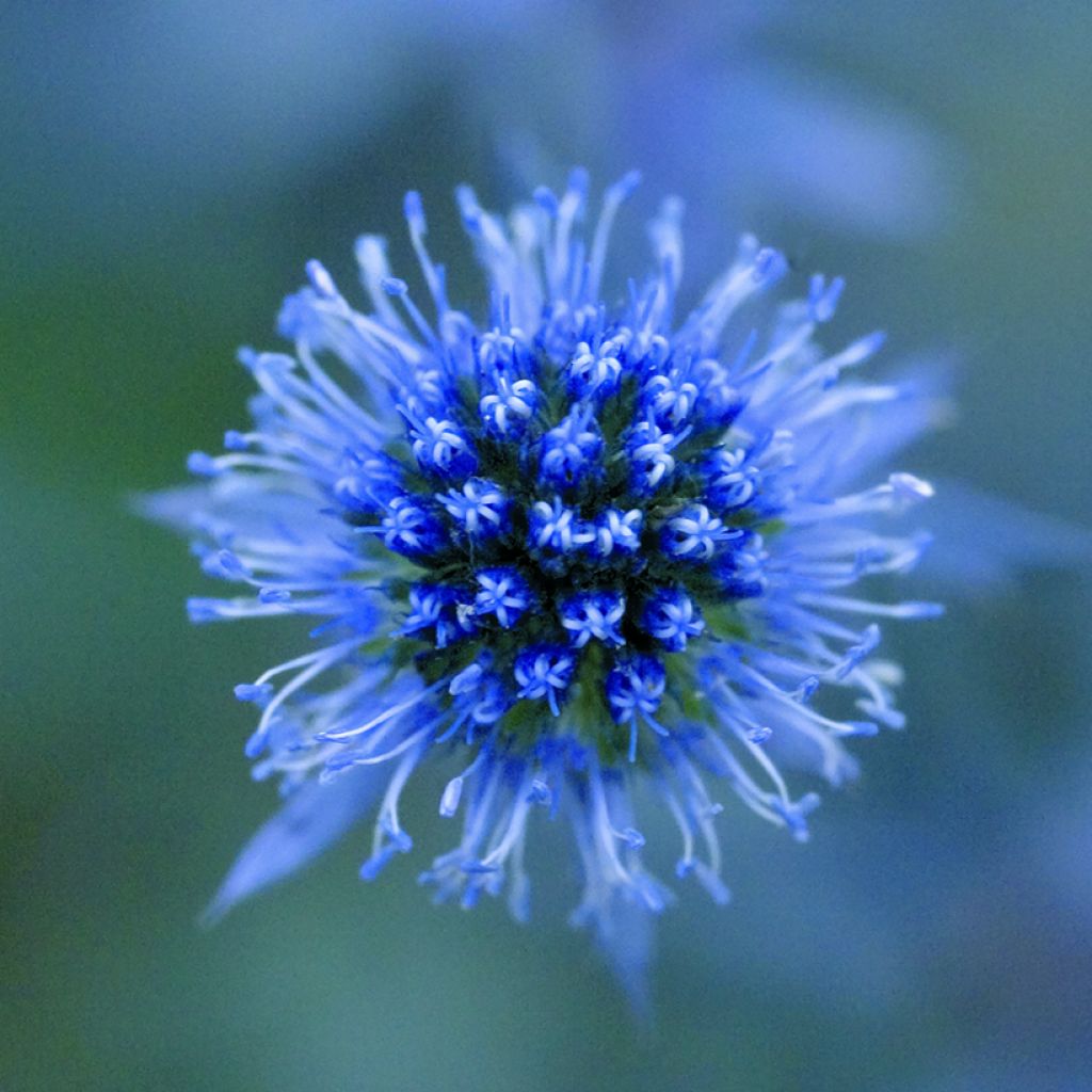 Eryngium planum Blue Glitter (Samen) - Flachblättrige Mannstreu