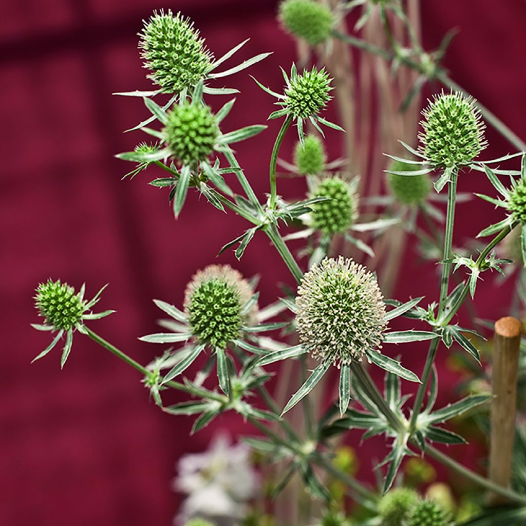 Eryngium planum White Glitter  (Samen) - Flachblättrige Mannstreu