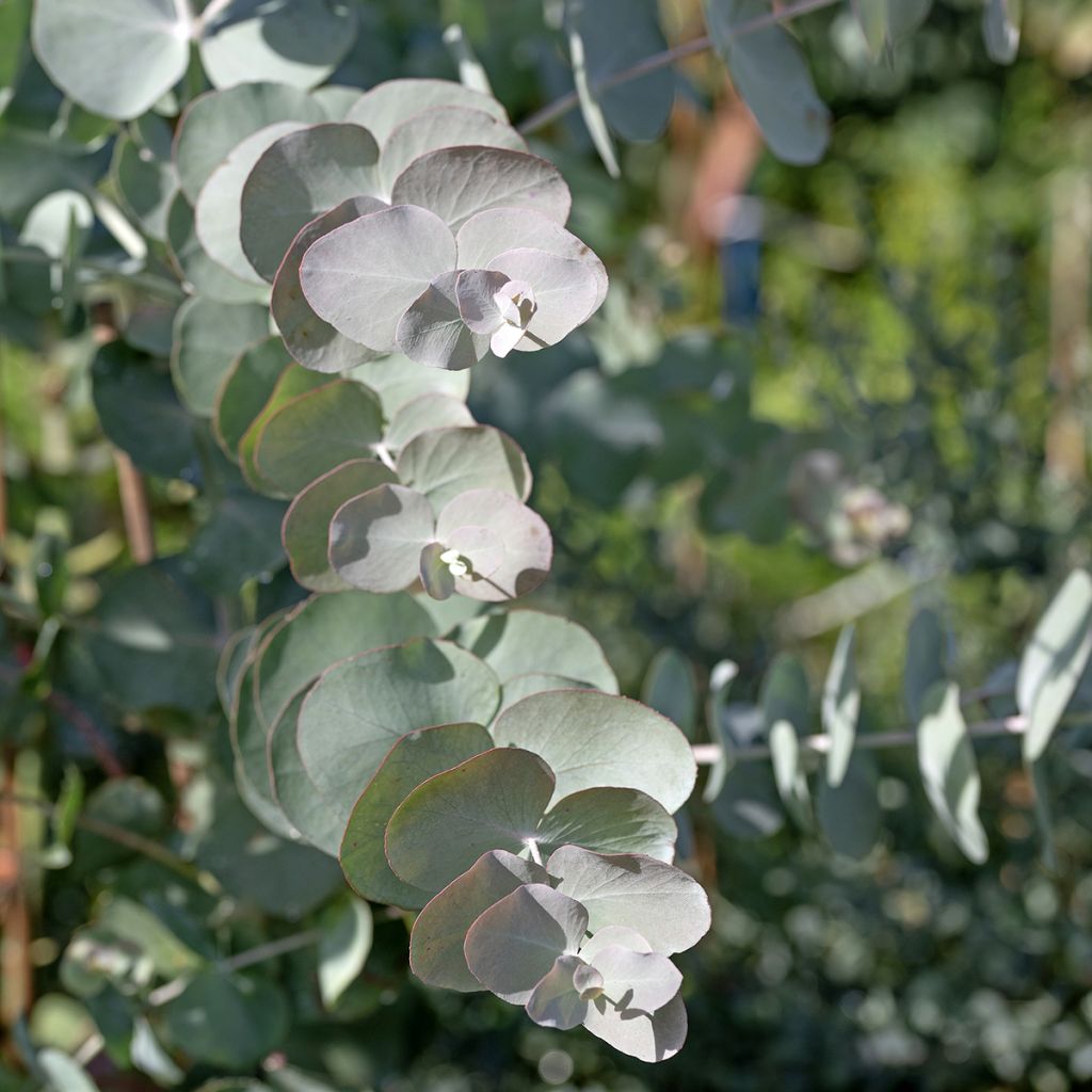 Eucalyptus cinerea Silver Dollar (Samen)