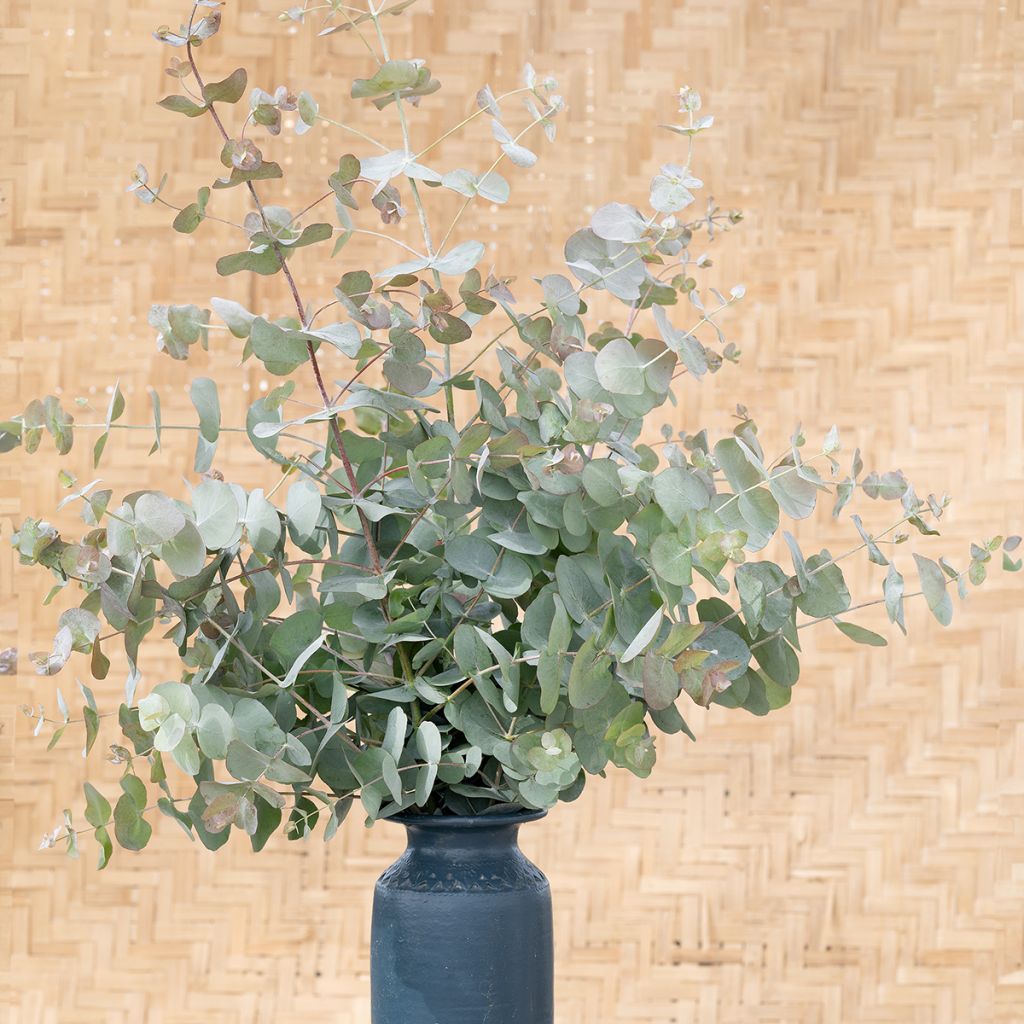 Eucalyptus cinerea Silver Dollar (Samen)