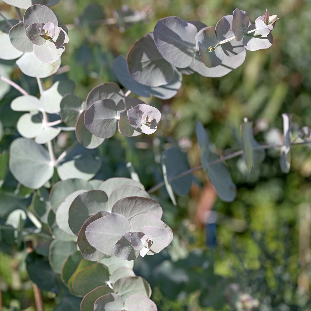 Eucalyptus cinerea Silver Dollar (Samen)