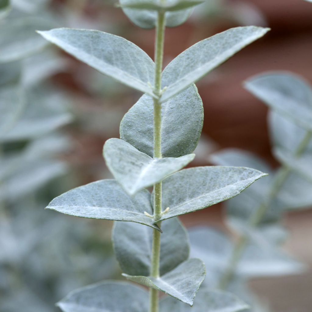 Eucalyptus kruseana latens Moon Lagoon (Samen)