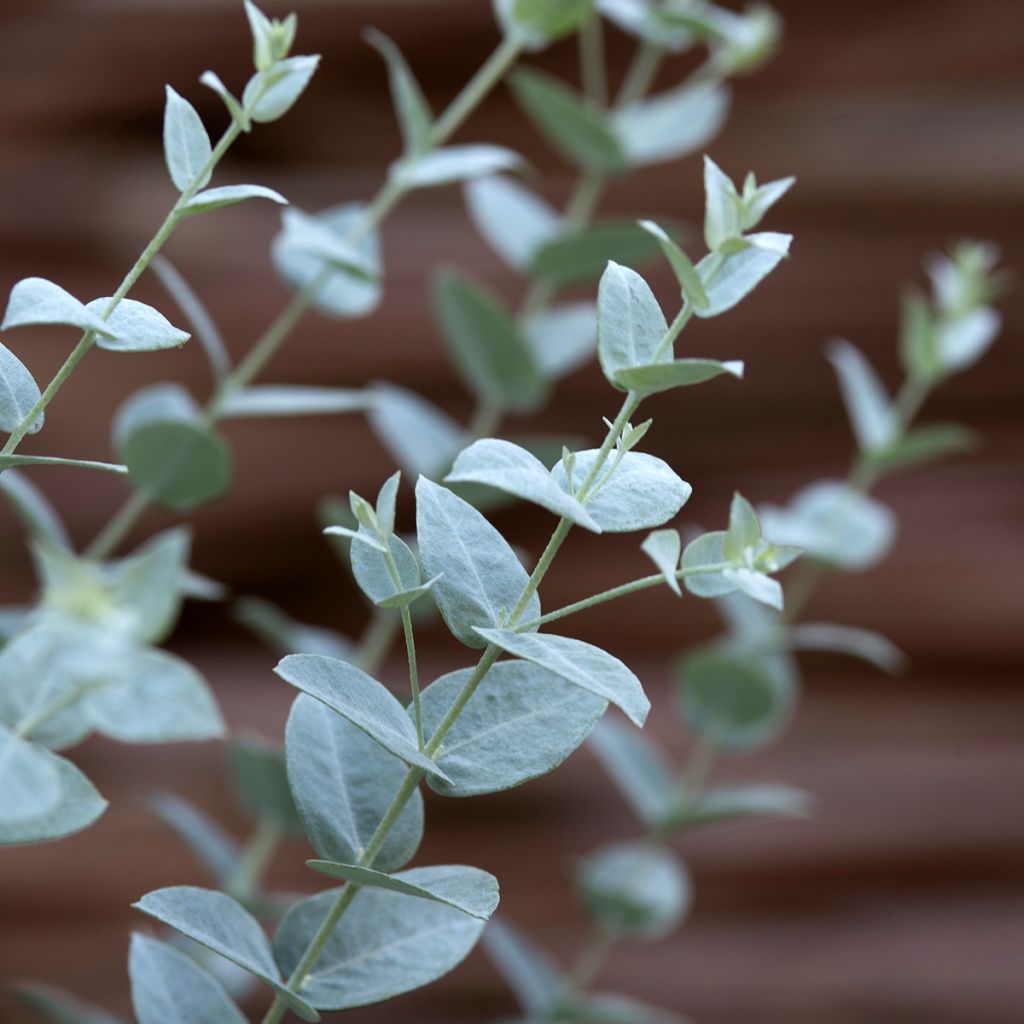 Eucalyptus kruseana latens Moon Lagoon (Samen)