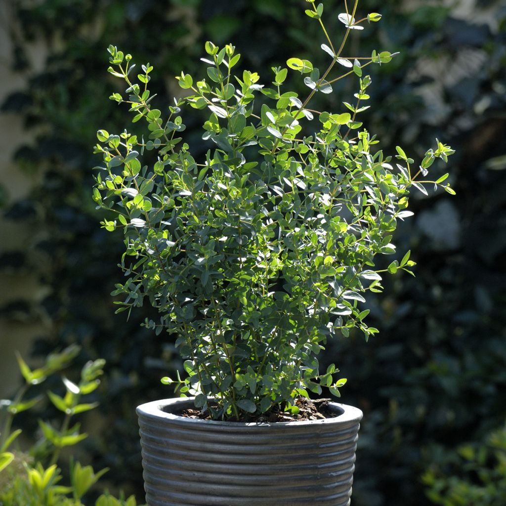 Eucalyptus parvula Boxwood (Samen)