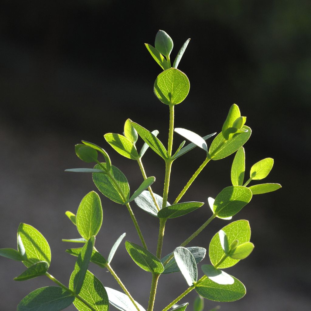 Eucalyptus parvula Boxwood (Samen)